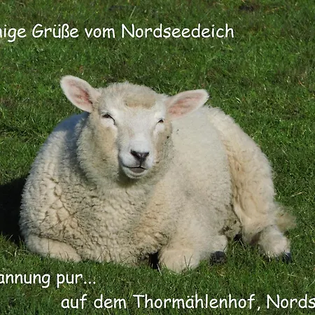 Thormaehlenhof Apartment *